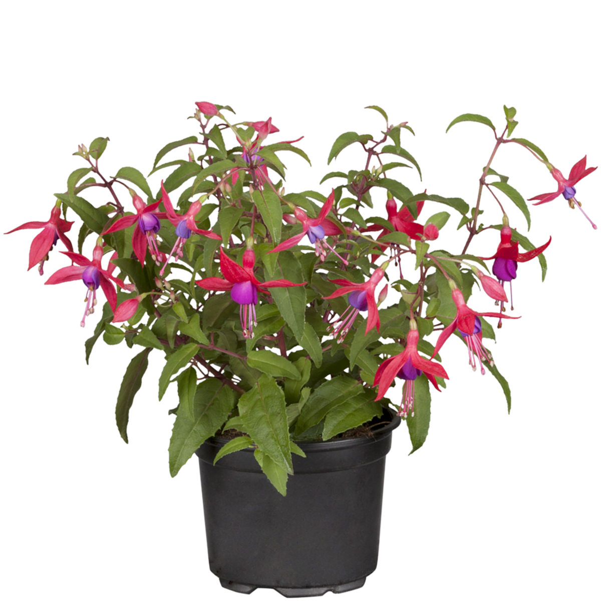 Hängende Fuchsie (Fuchsia Hybriden) - Violett - sommergrün | Bild 2