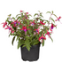 Hängende Fuchsie (Fuchsia Hybriden) - Violett - sommergrün | Bild 2