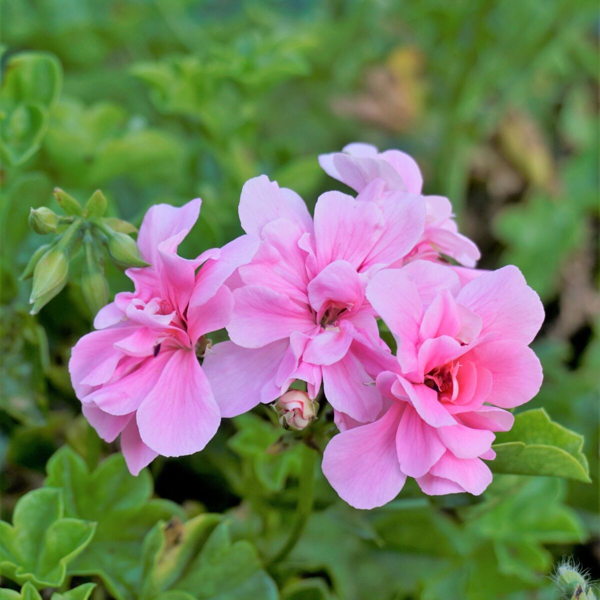 Hängende Geranien (Pelargonium peltatum) - Rosa - sommergrün | Bild 1