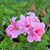 Hängende Geranien (Pelargonium peltatum) - Rosa - sommergrün | Bild 1