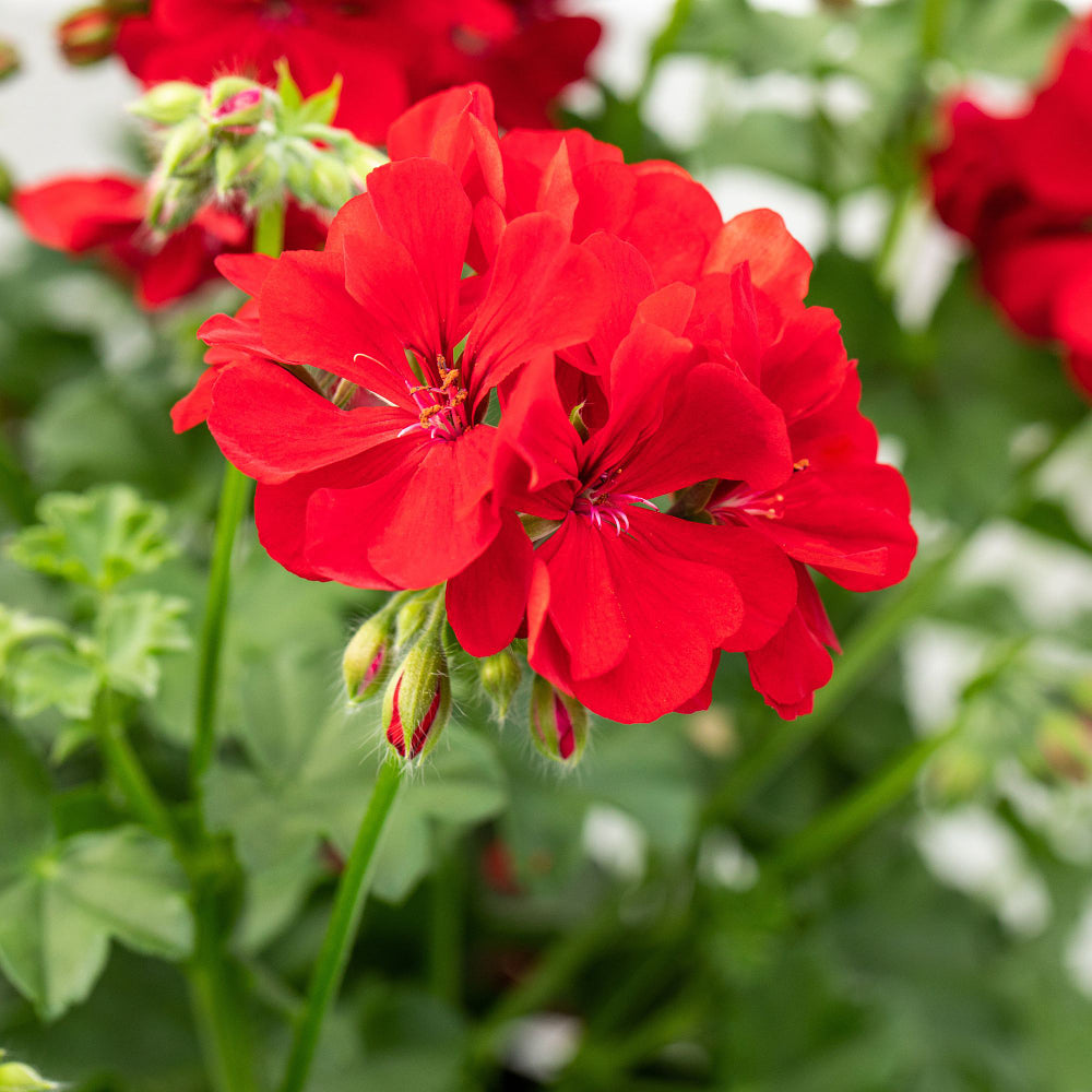 Hängende Geranien (Pelargonium peltatum) - Rot - sommergrün | Bild 1