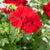 Hängende Geranien (Pelargonium peltatum) - Rot - sommergrün | Bild 1
