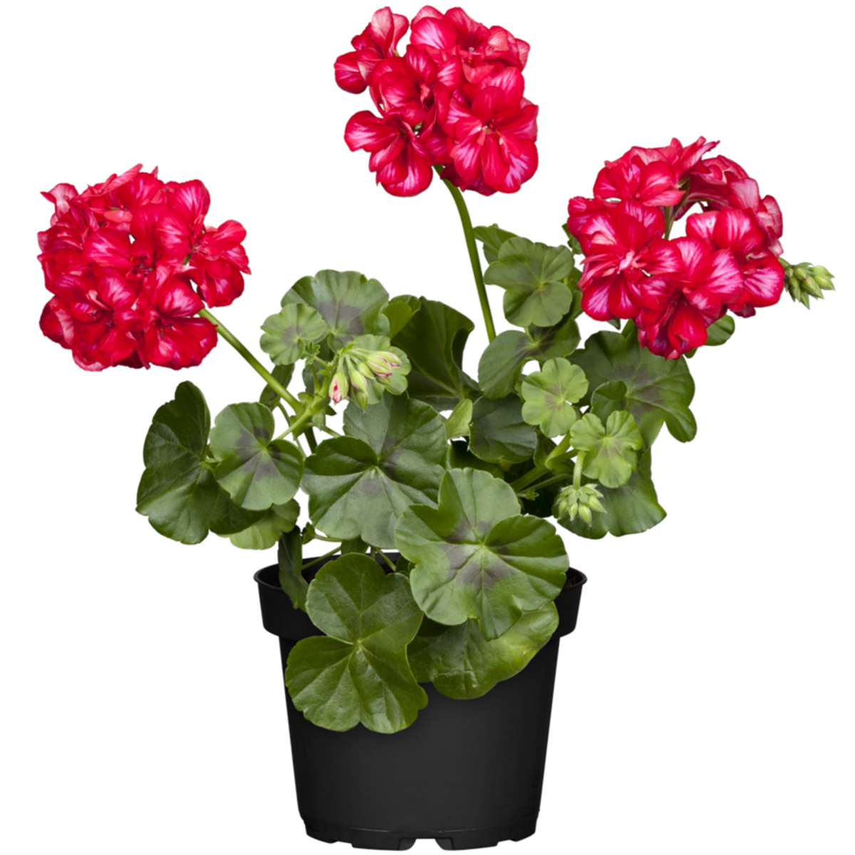 Hängende Geranien (Pelargonium peltatum) - Rot - sommergrün | Bild 2