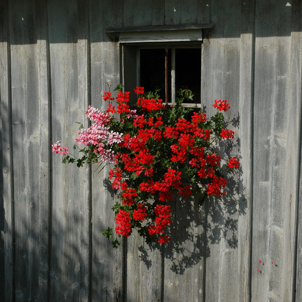 Hängende Geranien (Pelargonium peltatum) - Rot - sommergrün | Bild 3
