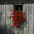 Hängende Geranien (Pelargonium peltatum) - Rot - sommergrün | Bild 3