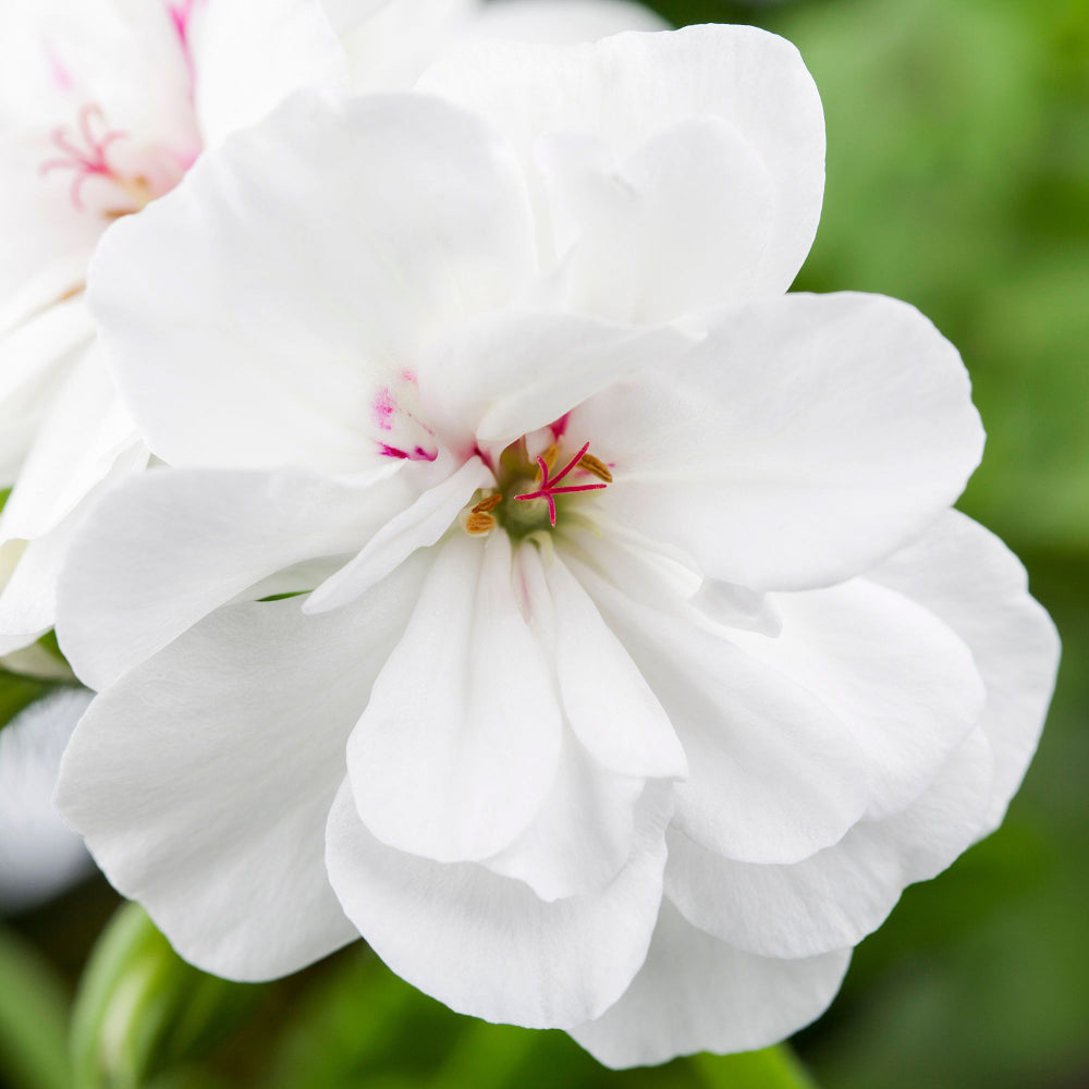 Hängende Geranien (Pelargonium peltatum) - Weiß - sommergrün | Bild 1