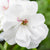 Hängende Geranien (Pelargonium peltatum) - Weiß - sommergrün | Bild 1