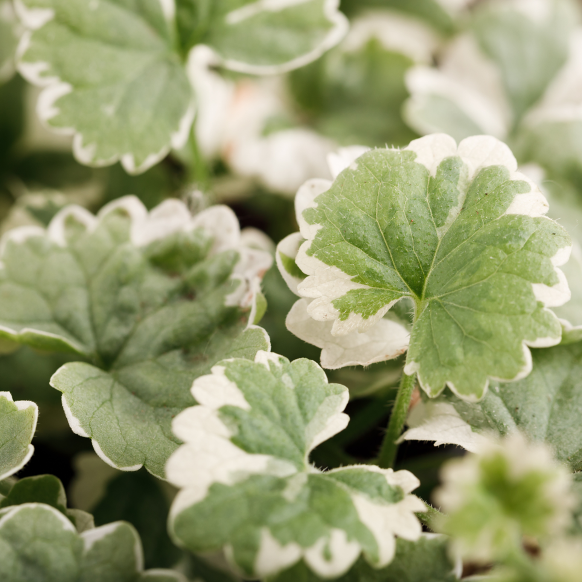 Hängender Gundermann (Glechoma variegata) - Grün - winterhart | Bild 1