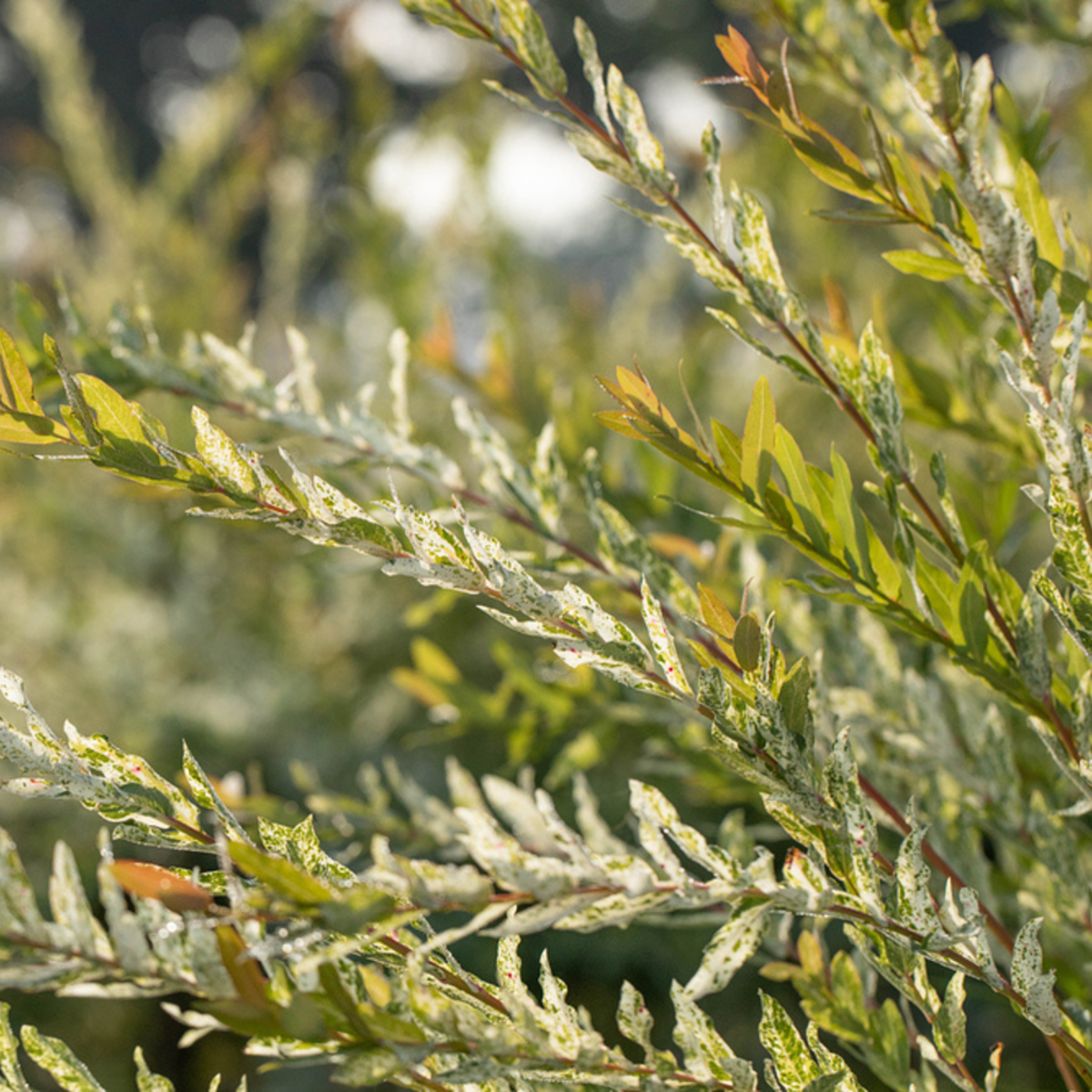 Harlekinweide 'Hakuro Nishiki' Stämmchen (Salix integra 'Hakuro Nishiki') - Gelb - sommergrün - winterhart | Bild 1