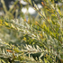 Harlekinweide 'Hakuro Nishiki' Stämmchen (Salix integra 'Hakuro Nishiki') - Gelb - sommergrün - winterhart | Bild 1