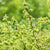 Haselstrauch 'Scooter' (Corylus allana 'Scooter') - Gelb - sommergrün - winterhart | Bild 1