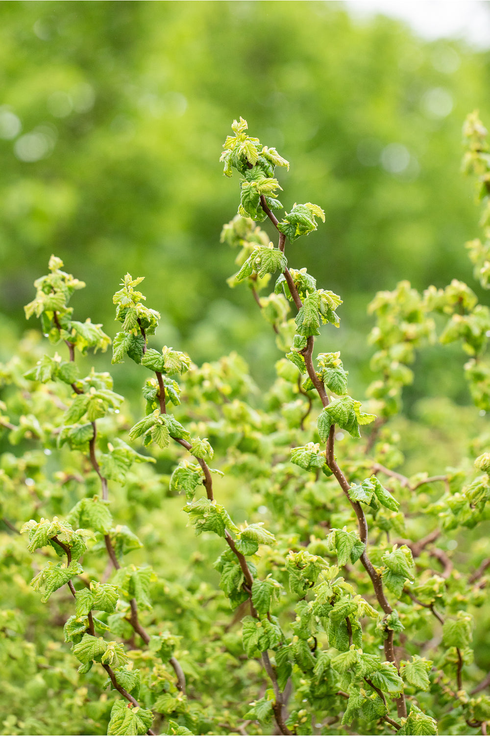 Haselstrauch 'Scooter' (Corylus allana 'Scooter') - Gelb - sommergrün - winterhart | Bild 2