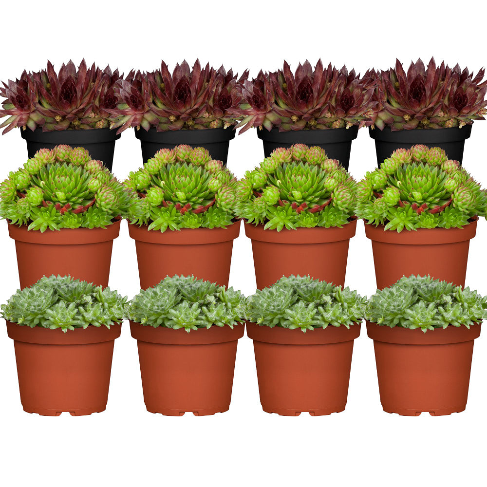 Hauswurz, 12 Pflanzen (Sempervivum Hybriden) - Bunt - immergrün - winterhart | Bild 1