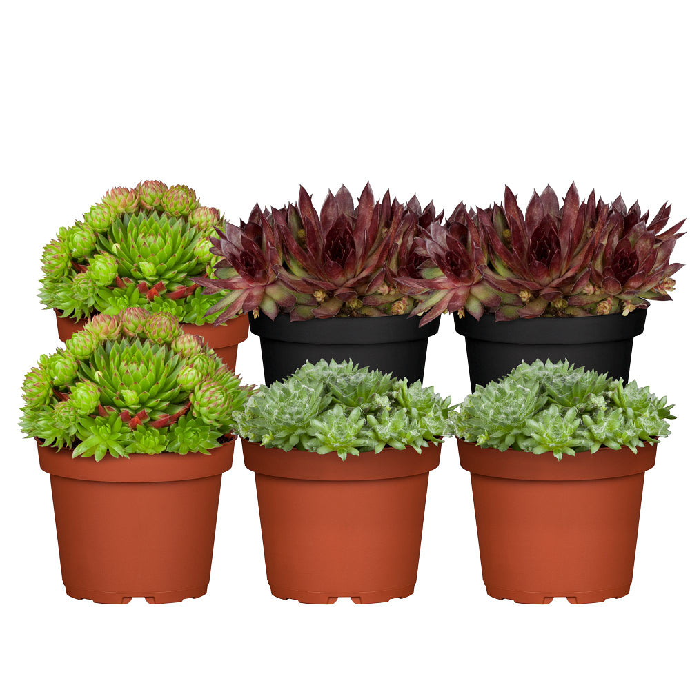 Hauswurz, 6 Pflanzen (Sempervivum Hybriden) - Bunt - immergrün - winterhart | Bild 1