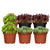Hauswurz, 6 Pflanzen (Sempervivum Hybriden) - Bunt - immergrün - winterhart | Bild 1