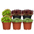 Hauswurz, 6 Pflanzen (Sempervivum Hybriden) - Bunt - immergrün - winterhart | Bild 1