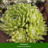 Hauswurz, 6 Pflanzen (Sempervivum Hybriden) - Bunt - immergrün - winterhart | Bild 2