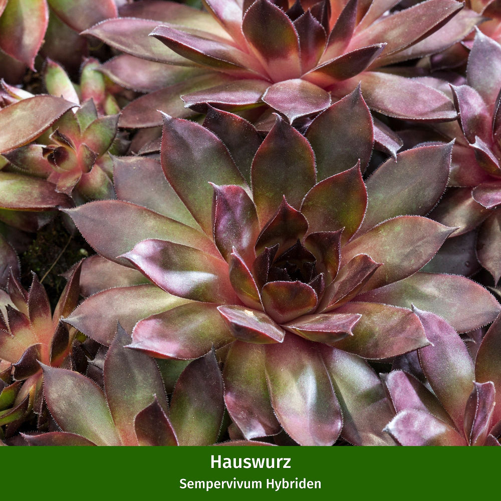 Hauswurz, 6 Pflanzen (Sempervivum Hybriden) - Bunt - immergrün - winterhart | Bild 3