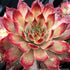 Hauswurz Chick Charms® 'Butterscotch Baby' - Rot | Bild 1