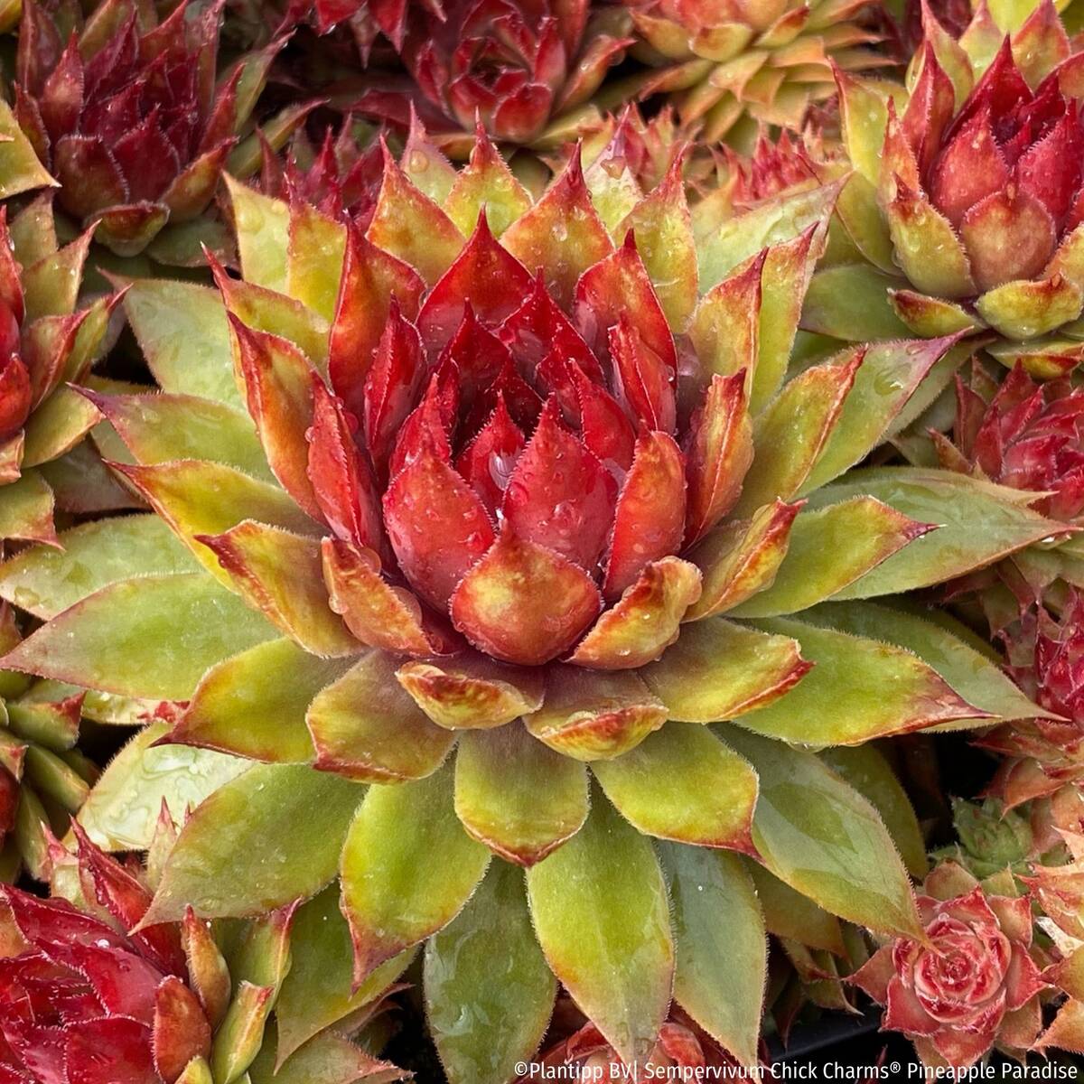 Hauswurz Chick Charms® 'Pineapple Paradise' - Rot | Bild 1