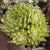 Hauswurz (Sempervivum Hybriden) - Grün - immergrün - winterhart | Bild 1