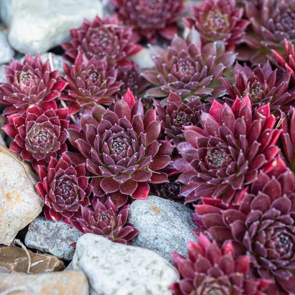 Hauswurz (Sempervivum Hybriden) - Rot - immergrün - winterhart | Bild 1