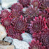 Hauswurz (Sempervivum Hybriden) - Rot - immergrün - winterhart | Bild 1