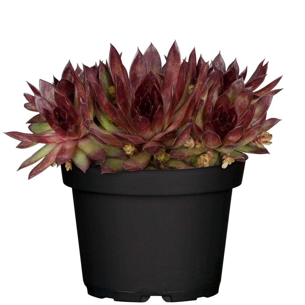 Hauswurz (Sempervivum Hybriden) - Rot - immergrün - winterhart | Bild 2