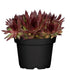 Hauswurz (Sempervivum Hybriden) - Rot - immergrün - winterhart | Bild 2