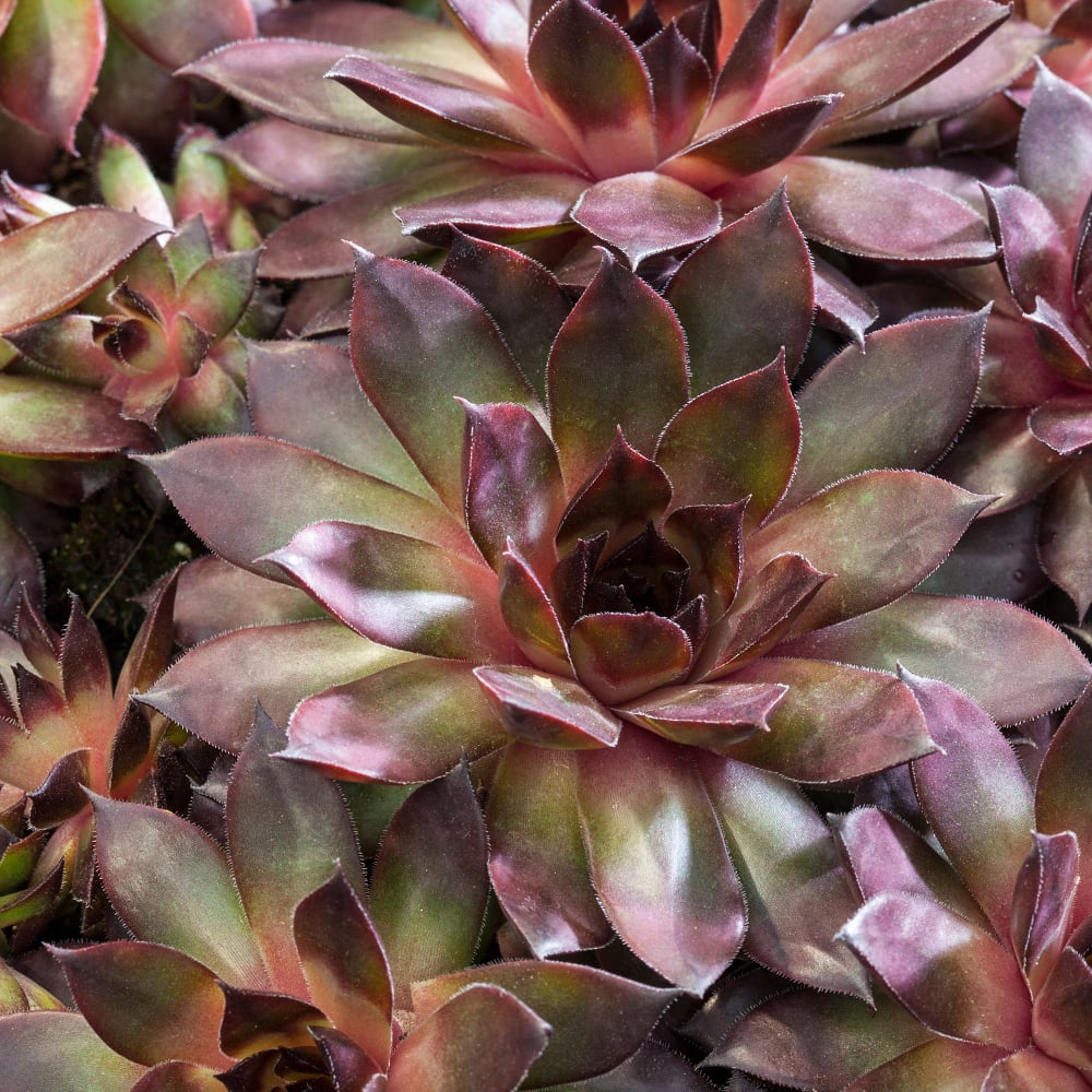Hauswurz (Sempervivum Hybriden) - Rot - immergrün - winterhart | Bild 3