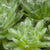 Hauswurz (Sempervivum Hybriden) - Weiß - immergrün - winterhart | Bild 1
