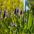 Hechtkraut (Pontederia cordata) - Grün - winterhart | Bild 2