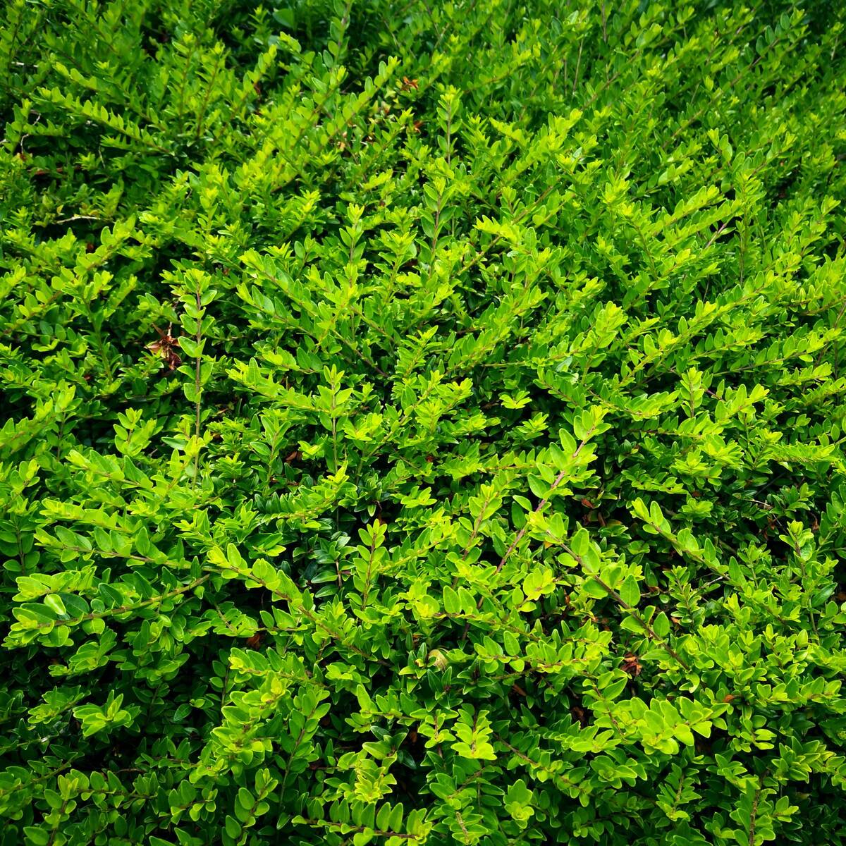 Heckenmyrte 'Maigrün', 12er-Set (Lonicera nitida 'Maigrün' ) - Grün - immergrün - winterhart | Bild 1
