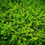 Heckenmyrte 'Maigrün', 12er-Set (Lonicera nitida 'Maigrün' ) - Grün - immergrün - winterhart | Bild 1
