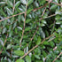 Heckenmyrte 'Maigrün', 12er-Set (Lonicera nitida 'Maigrün' ) - Grün - immergrün - winterhart | Bild 2