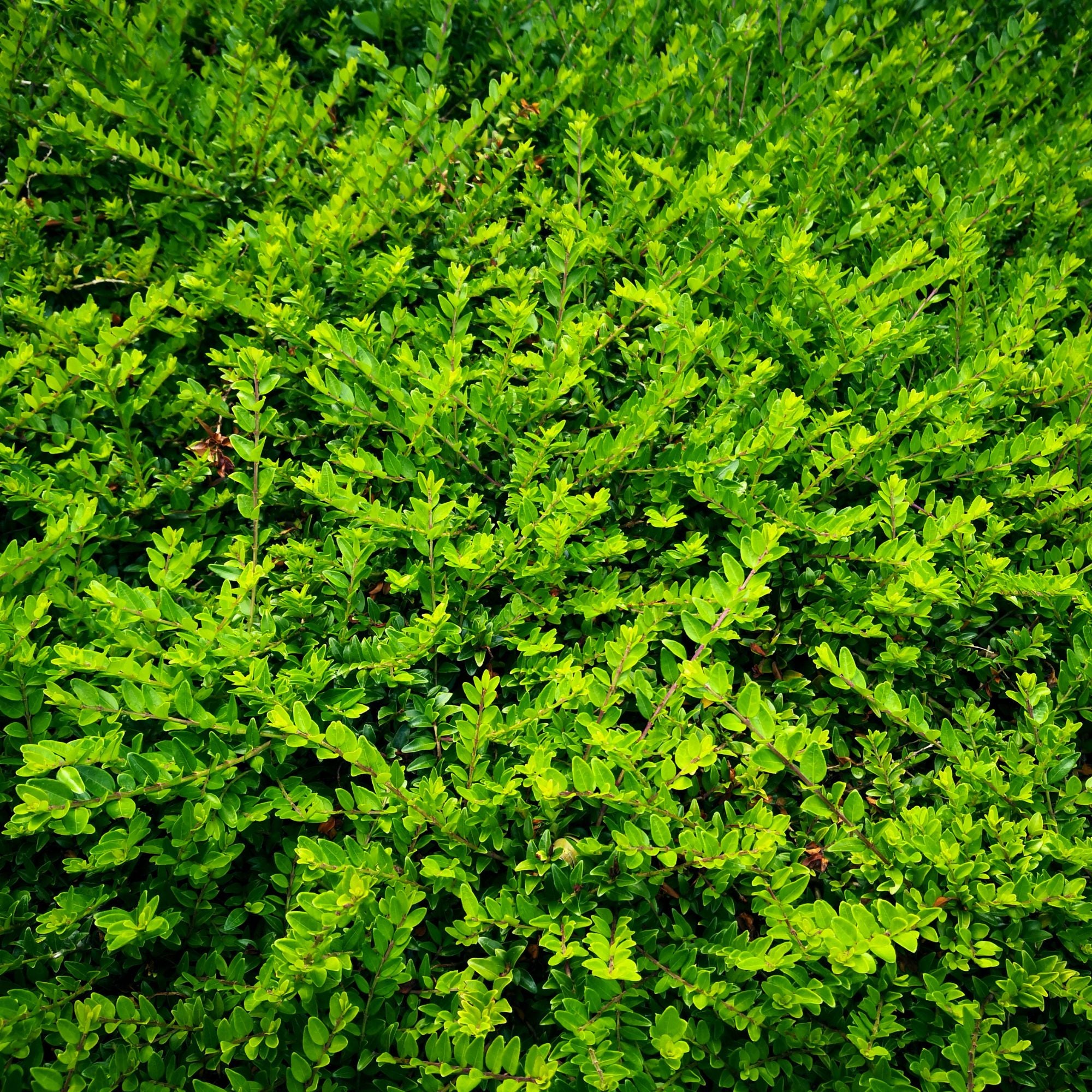 Heckenmyrte 'Maigrün', 12er-Set (Lonicera nitida 'Maigrün' ) - Grün - immergrün - winterhart | Bild 3