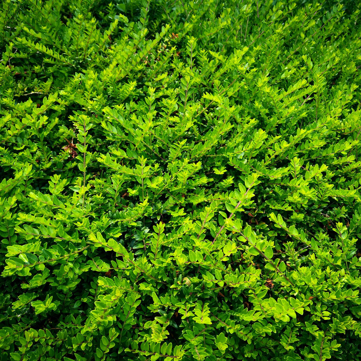 Heckenmyrte 'Maigrün', 12er-Set (Lonicera nitida 'Maigrün' ) - Grün - immergrün - winterhart | Bild 3