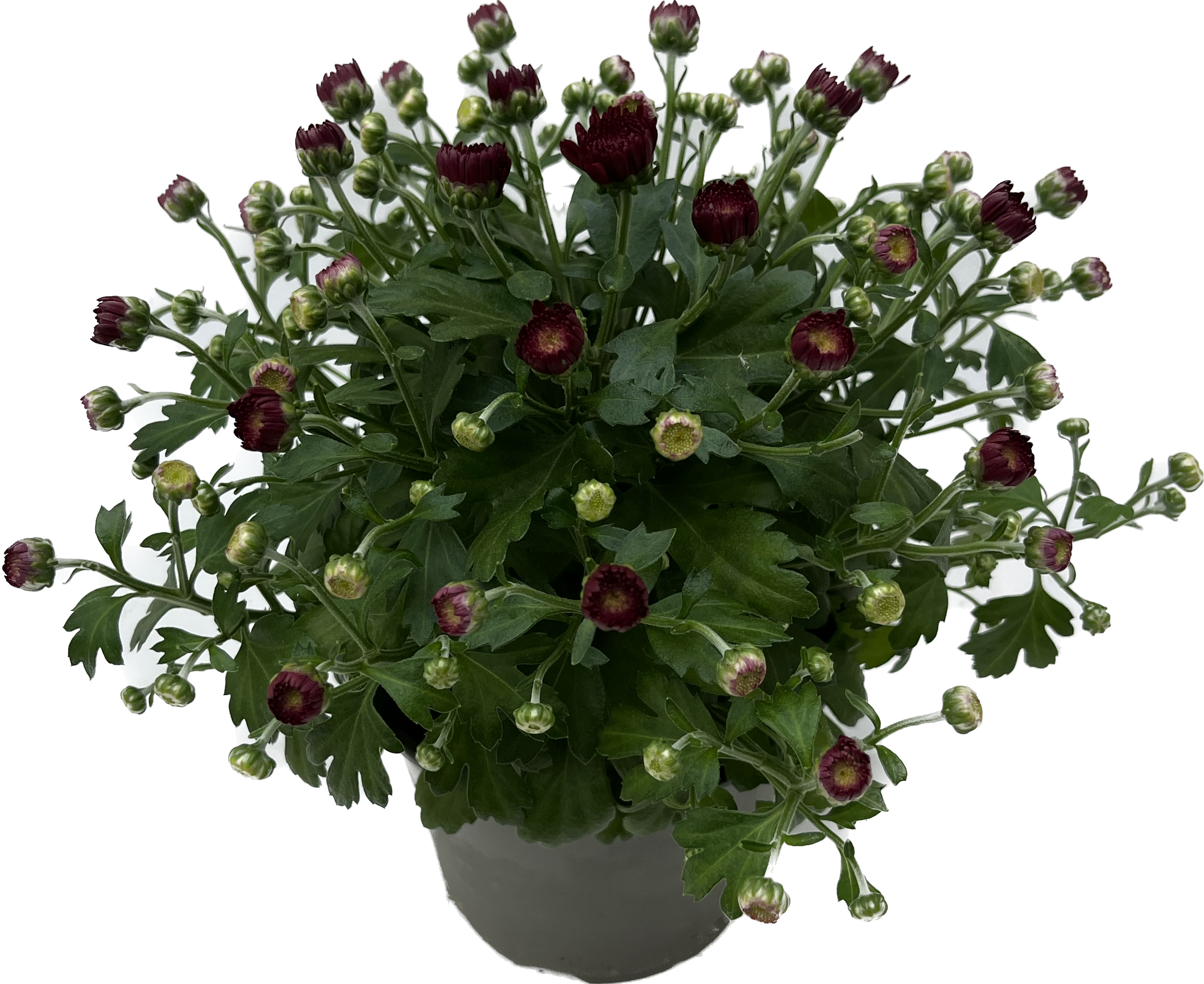 Herbst-Chrysantheme (Chrysanthemum indicum) - Violett - winterhart | Bild 1