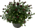 Herbst-Chrysantheme (Chrysanthemum indicum) - Violett - winterhart | Bild 1