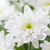 Herbst-Chrysantheme (Chrysanthemum indicum) - Weiß - winterhart | Bild 1