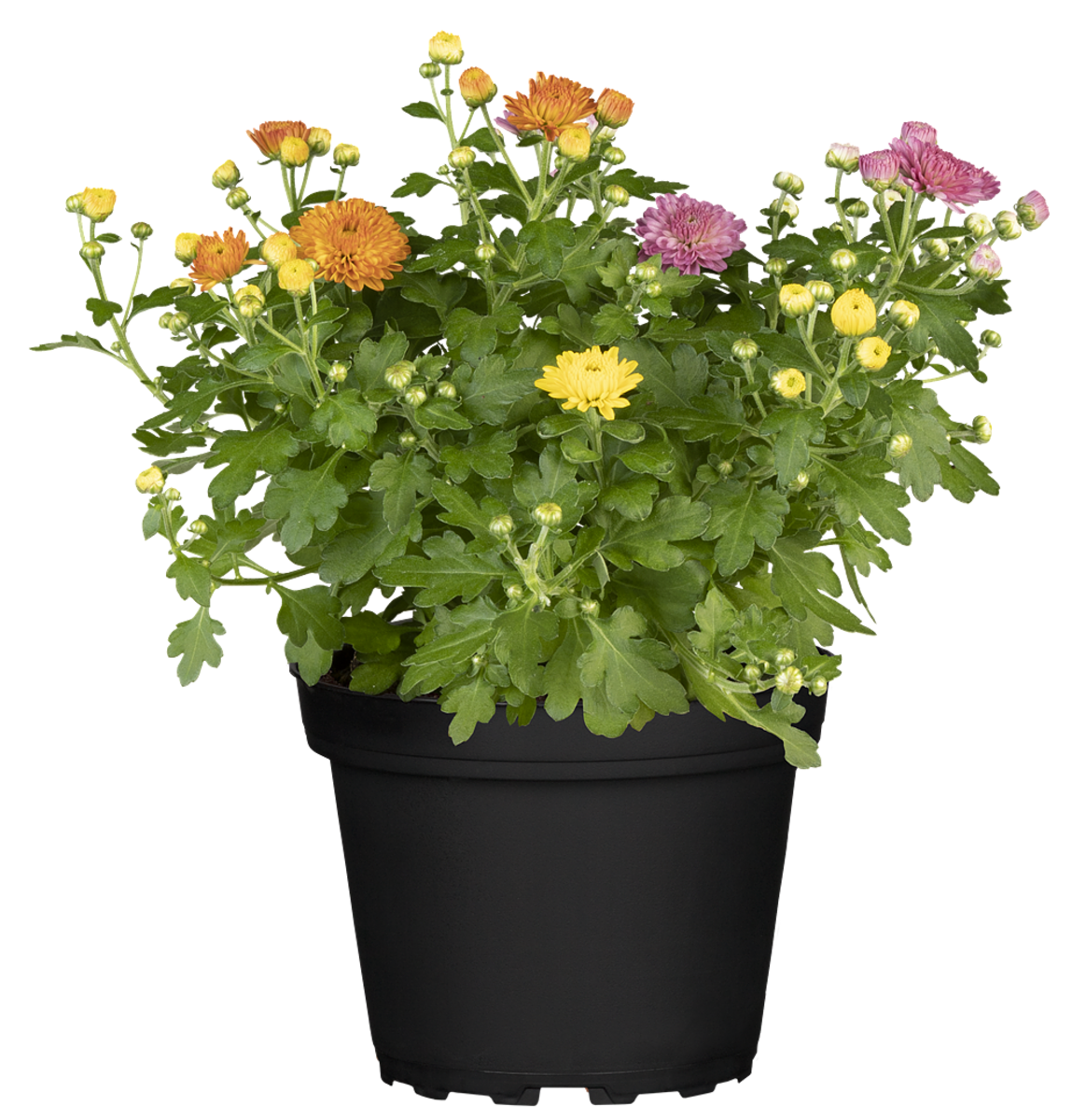 Herbst-Chrysantheme 'Gigi Trio' (Chrysanthemum indicum 'Gigi Trio') - Bunt - winterhart | Bild 2