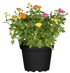 Herbst-Chrysantheme 'Gigi Trio' (Chrysanthemum indicum 'Gigi Trio') - Bunt - winterhart | Bild 2