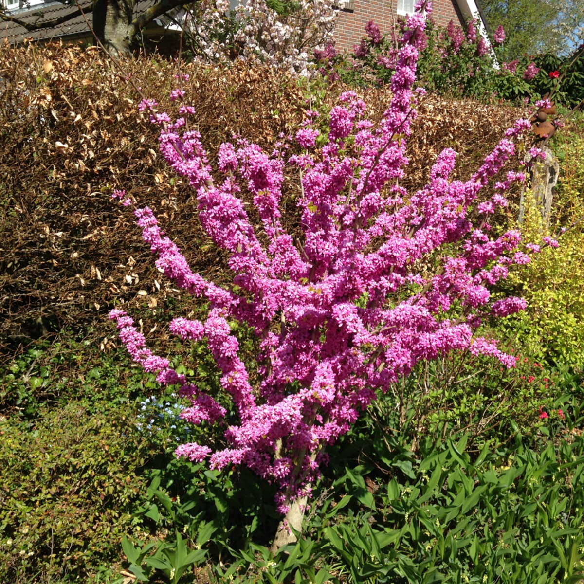 Herzblattbaum 'Avondale' (Cercis chinensis 'Avondale') - Rosa - sommergrün - winterhart | Bild 3