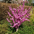 Herzblattbaum 'Avondale' (Cercis chinensis 'Avondale') - Rosa - sommergrün - winterhart | Bild 3