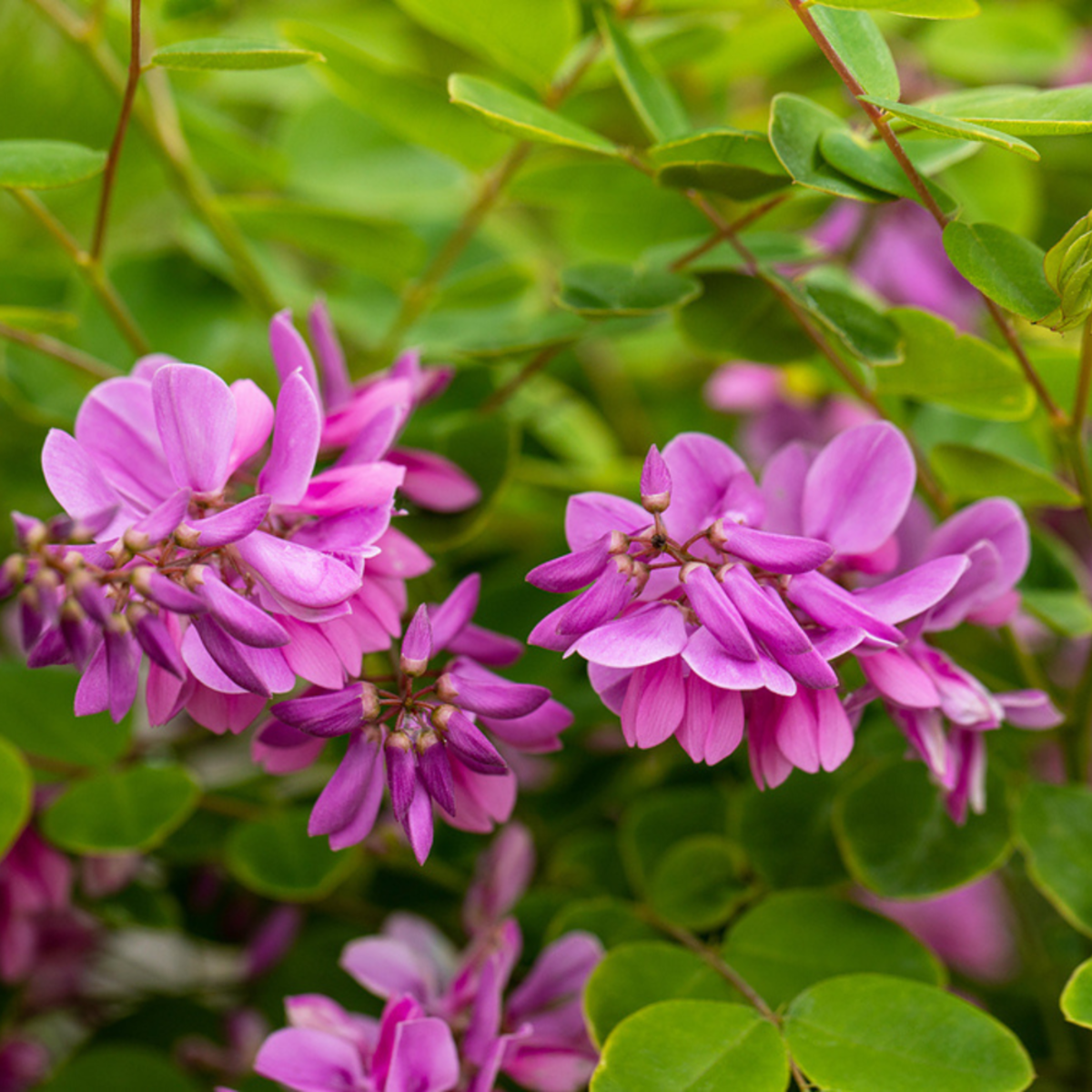 Himalaya-Indigostrauch (Indigofera heterantha) - Rosa - immergrün - winterhart | Bild 1