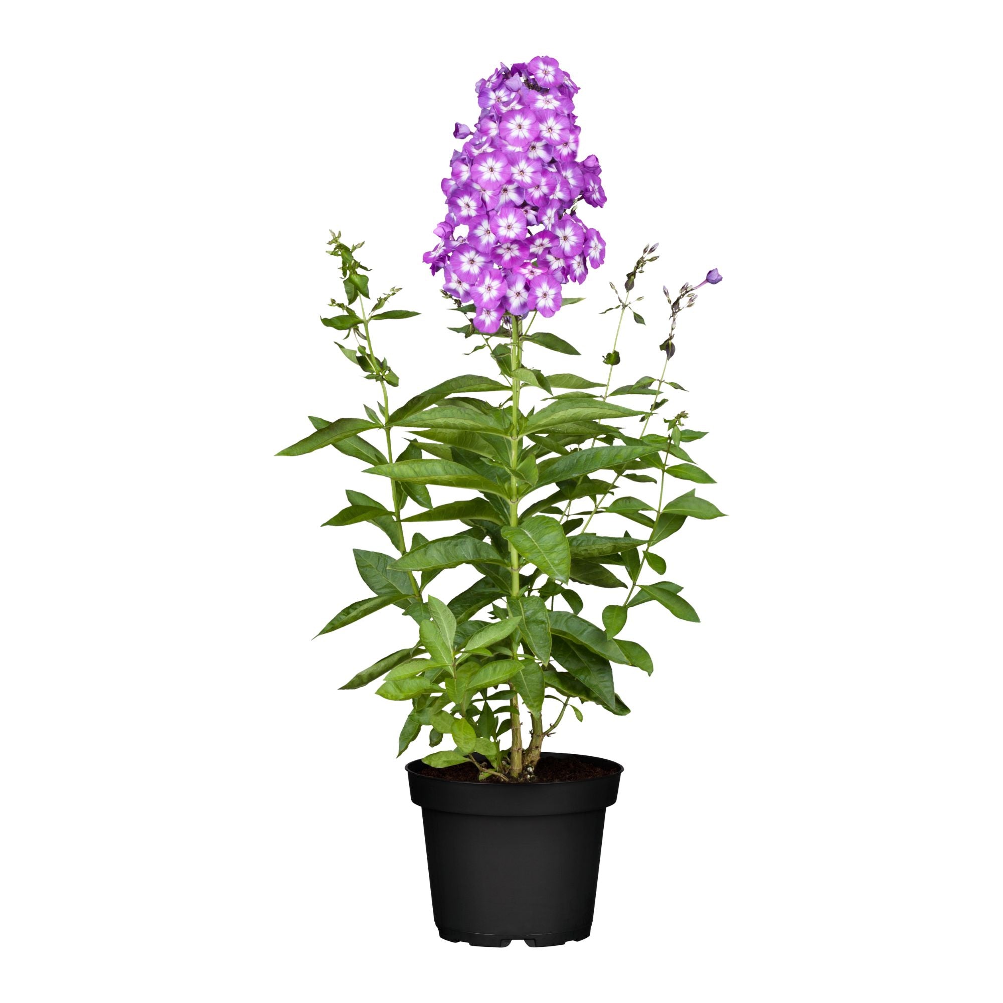 Hohe Flammenblume 'Uspech' (Phlox paniculata 'Uspech') - Pink - sommergrün - winterhart | Bild 1