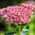 Hohes-Fettblatt 'Herbstfreude' (Sedum 'Herbstfreude') - Rosa - winterhart | Bild 1