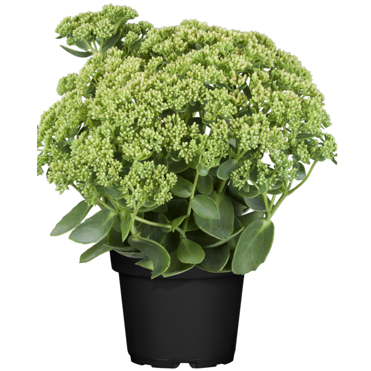 Hohes-Fettblatt 'Herbstfreude' (Sedum 'Herbstfreude') - Rosa - winterhart | Bild 2