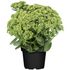 Hohes-Fettblatt 'Herbstfreude' (Sedum 'Herbstfreude') - Rosa - winterhart | Bild 2