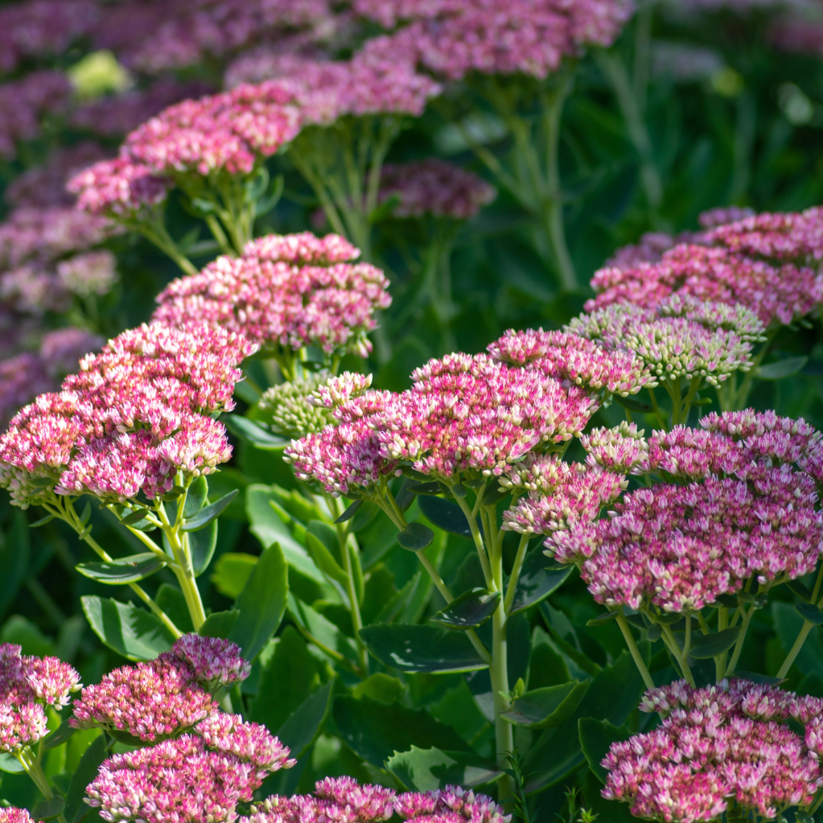 Hohes-Fettblatt 'Herbstfreude' (Sedum 'Herbstfreude') - Rosa - winterhart | Bild 3